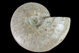 Silver Iridescent Ammonite (Cleoniceras) Fossil - Madagascar #157185-1